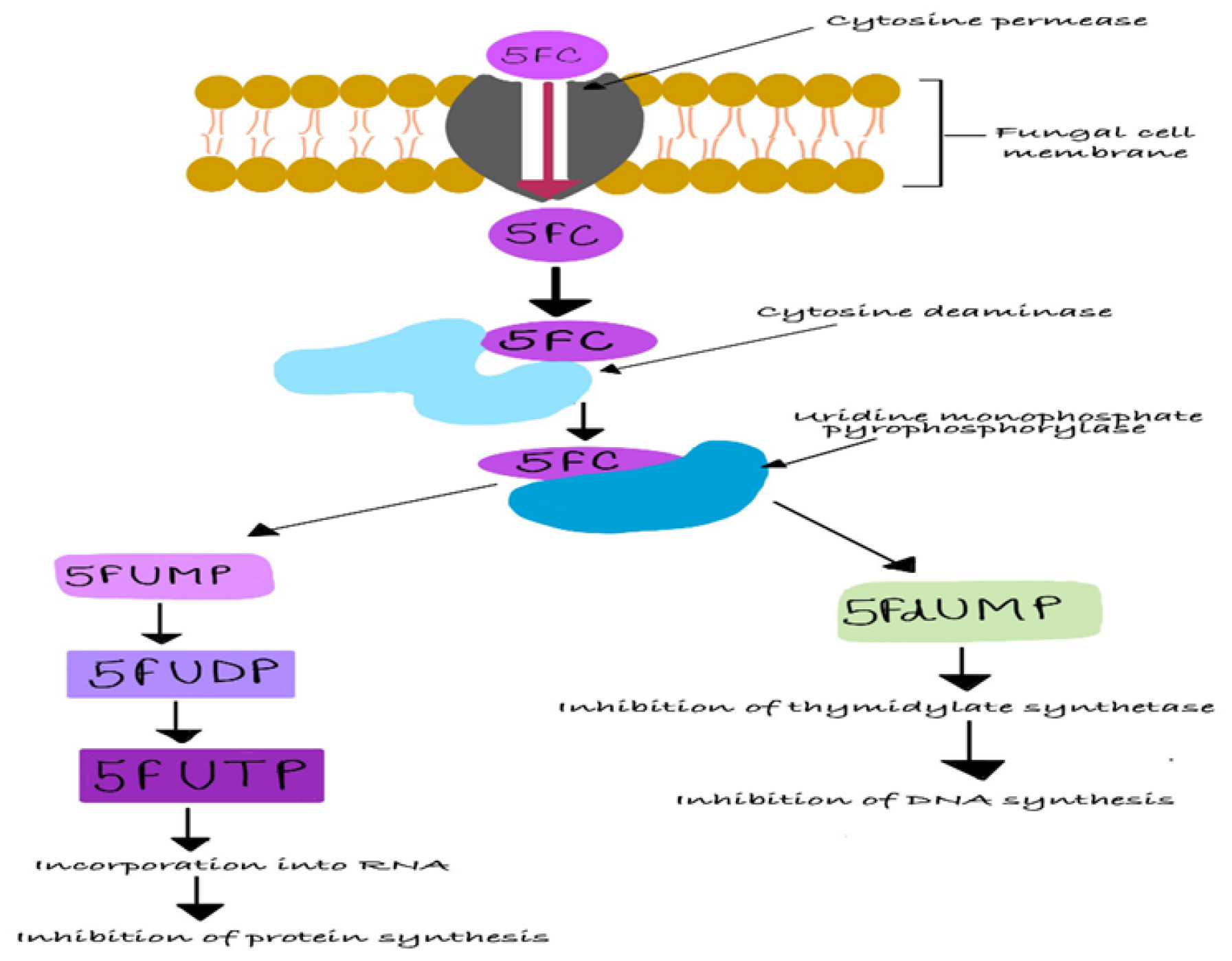 A Breaking Barriers: An Advancing 5-Flucytosine Delivery with Hydrogel ...